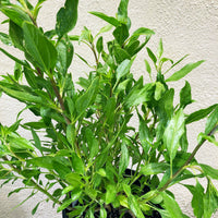 Encelia californica, Bush sunflower