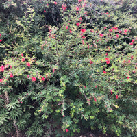 Calliandra californica (Baja Fairy Duster)