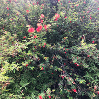Calliandra californica (Baja Fairy Duster)