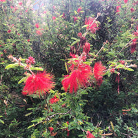Calliandra californica (Baja Fairy Duster)