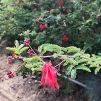 Calliandra californica (Baja Fairy Duster)