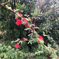 Calliandra californica (Baja Fairy Duster)