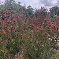 Leucadendron 'Safari Sunset'