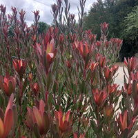 Leucadendron 'Safari Sunset'