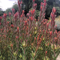 Leucadendron 'Safari Sunset'