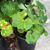 Ligularia tussilaginea (Leopard Plant)