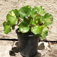 Ligularia tussilaginea (Leopard Plant)