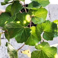 Ligularia tussilaginea (Leopard Plant)