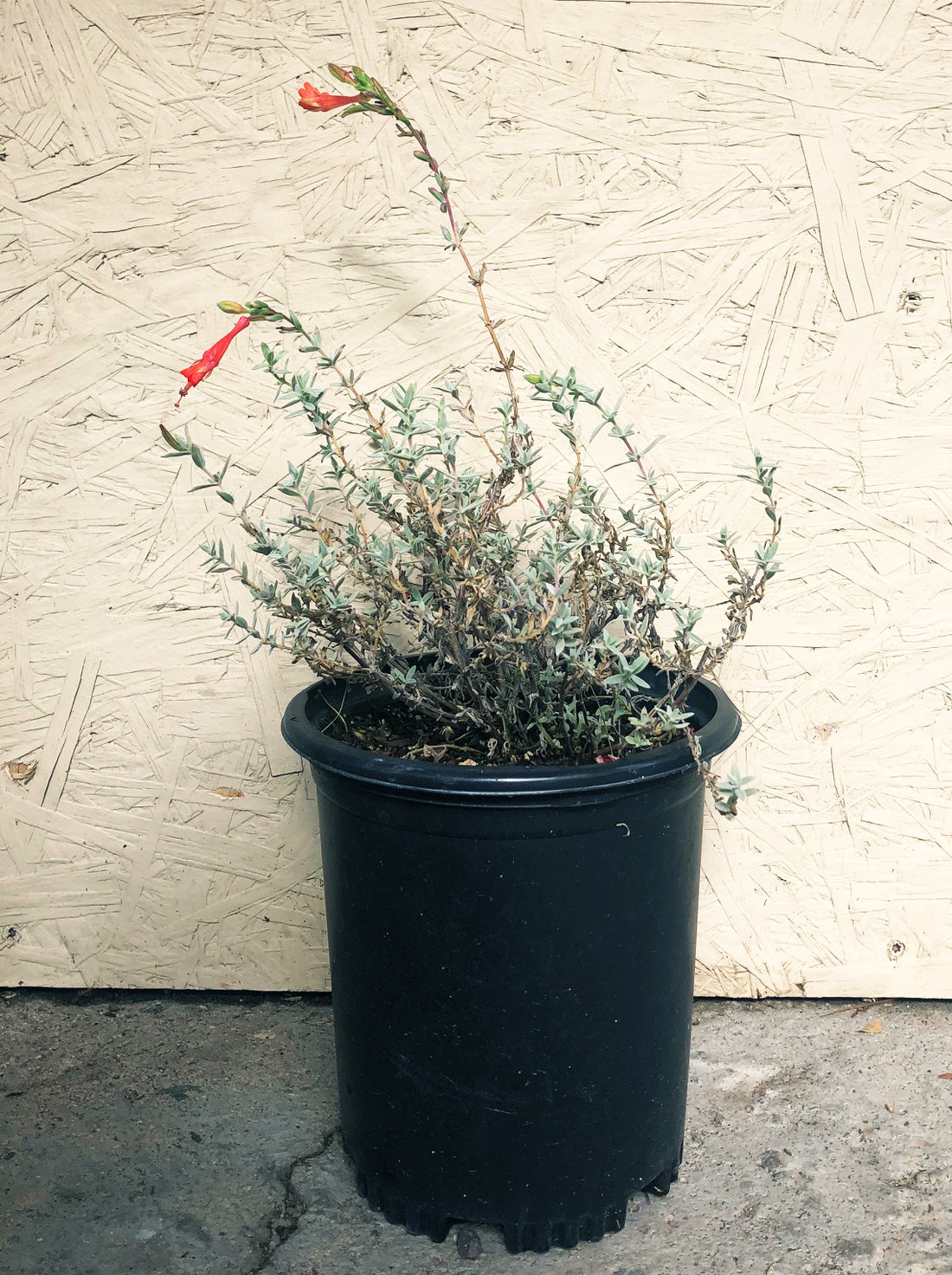 Epilobium canum 'Catalina'