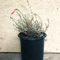 Epilobium canum 'Catalina'