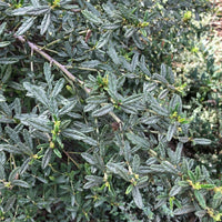 Ceanothus 'Concha' Nature Shot by Plant Material