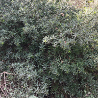 Ceanothus 'Concha' By Plant Material