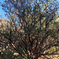 Arctostaphylos glauca (bigberry manzanita)