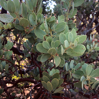 Arctostaphylos glauca (bigberry manzanita)