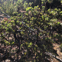 Arctostaphylos glauca (bigberry manzanita)