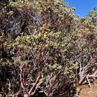 Arctostaphylos glauca (bigberry manzanita)