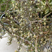 Lycium californicum, California Box Thorn White Flowers