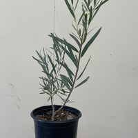 Salix lasiolepis, Arroyo Willow