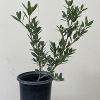 Frangula cal. 'Mound San Bruno' (coffeeberry) 1 Gallon