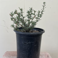 Eriogonum fasciculatum, California buckwheat 1 Gallon