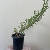 Gambelia speciosa 'Firecracker' , Island Snapdragon 1 Gallon