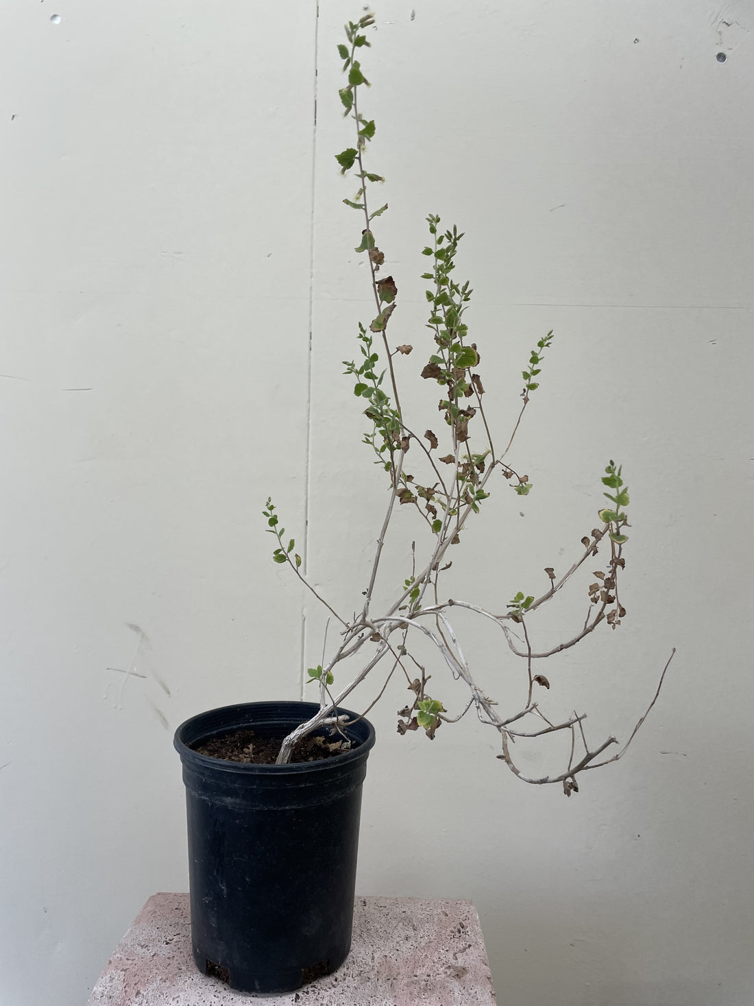 Brickellia californica, California Brickell Bush
