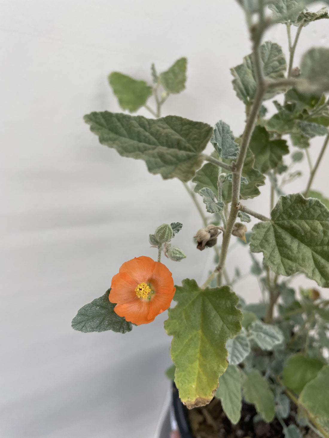 Sphaeralcea ambigua, desert globemallow Flowering
