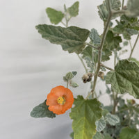 Sphaeralcea ambigua, desert globemallow Flowering