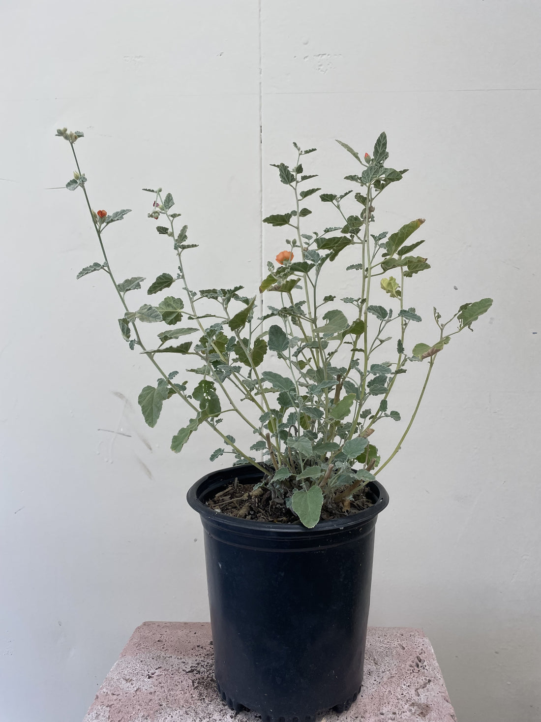 Sphaeralcea ambigua, desert globemallow 1 Gallon