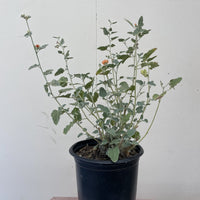 Sphaeralcea ambigua, desert globemallow 1 Gallon