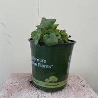 Heuchera 'Santa Ana Cardinal'