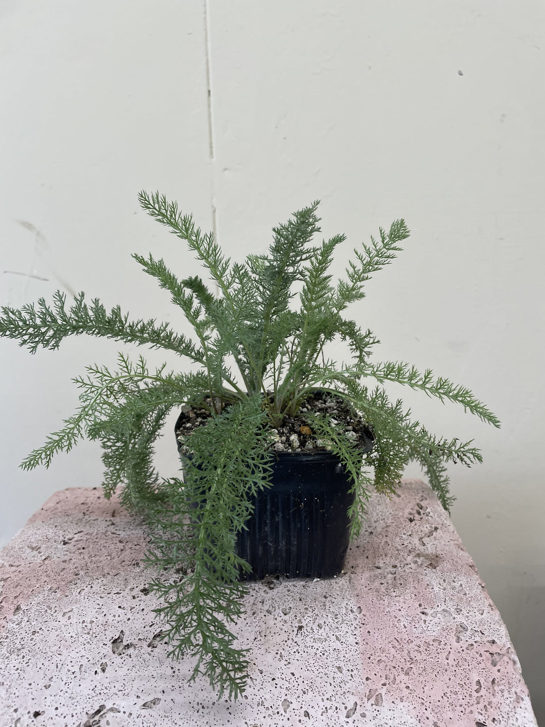 Achillea millefolium, Common yarrow 4" pot