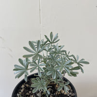 Lupinus albifrons, Silver Lupine Foliage
