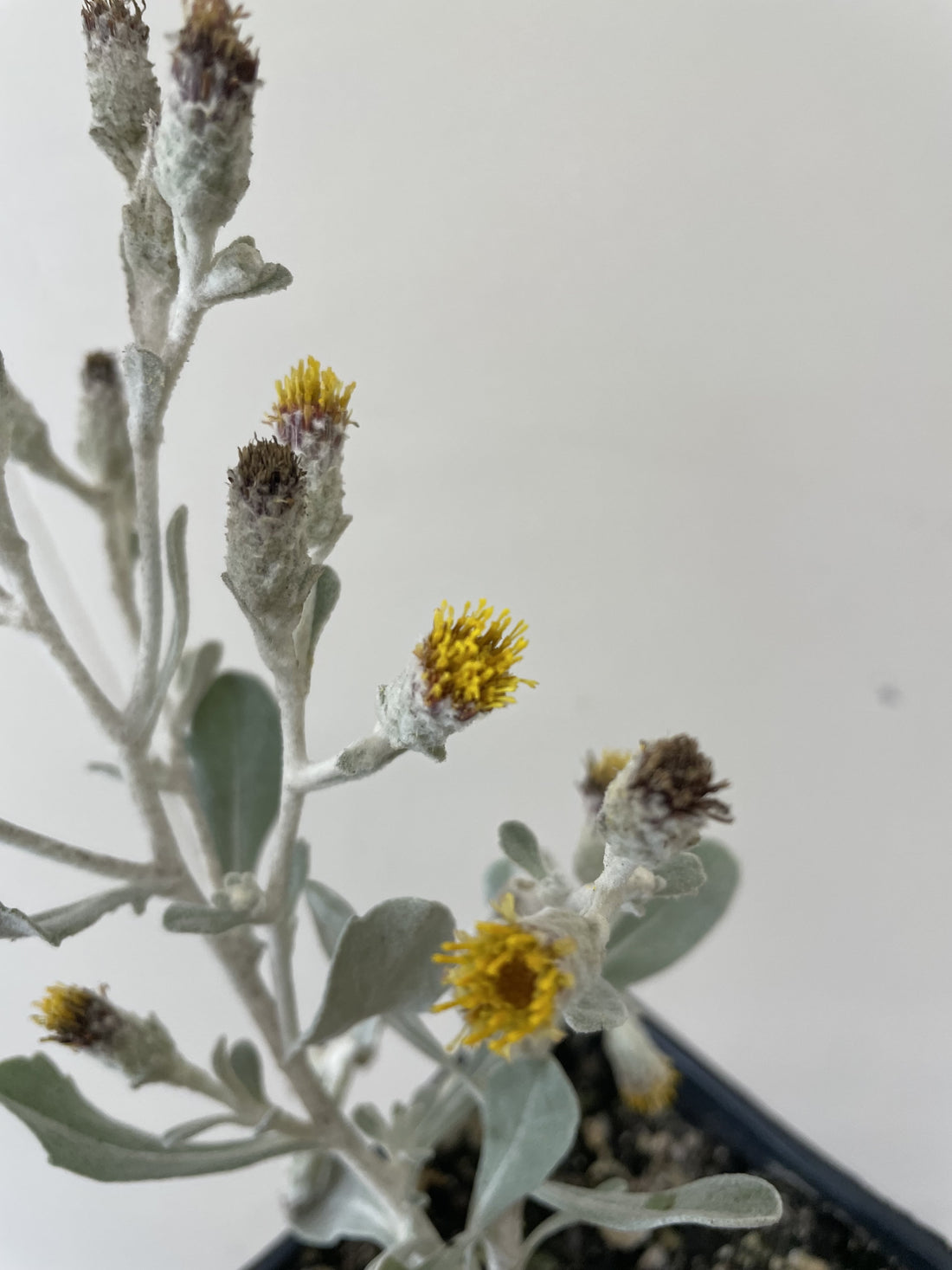 Hazardia dentosa, Northern Island Haplopappus Flowers blooming