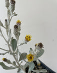 Hazardia dentosa, Northern Island Haplopappus Flowers blooming