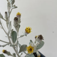 Hazardia dentosa, Northern Island Haplopappus Flowers blooming