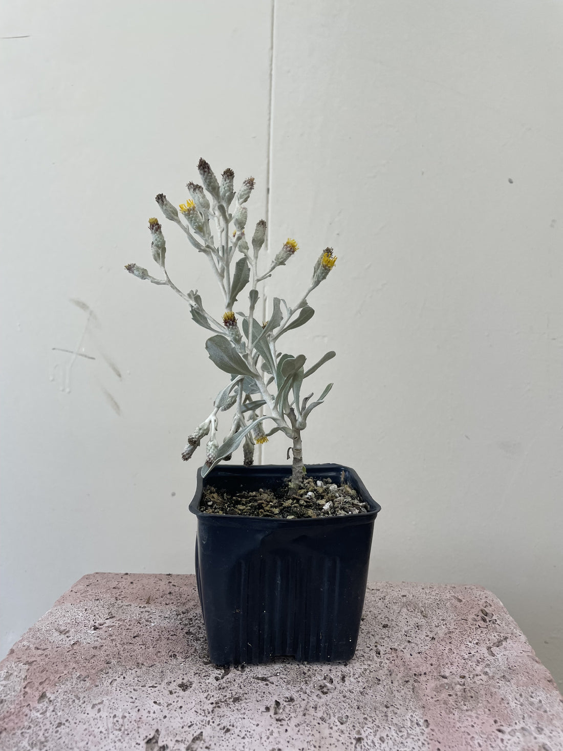 Hazardia dentosa, Northern Island Haplopappus 4" Pot