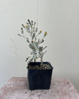 Hazardia dentosa, Northern Island Haplopappus 4" Pot