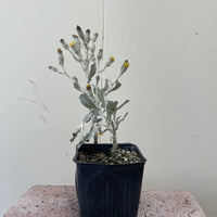 Hazardia dentosa, Northern Island Haplopappus 4" Pot