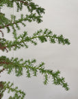 Cupressus macrocarpa , Monterey Cypress Foliage