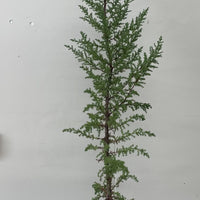 Cupressus macrocarpa , Monterey Cypress in 1 Gallon