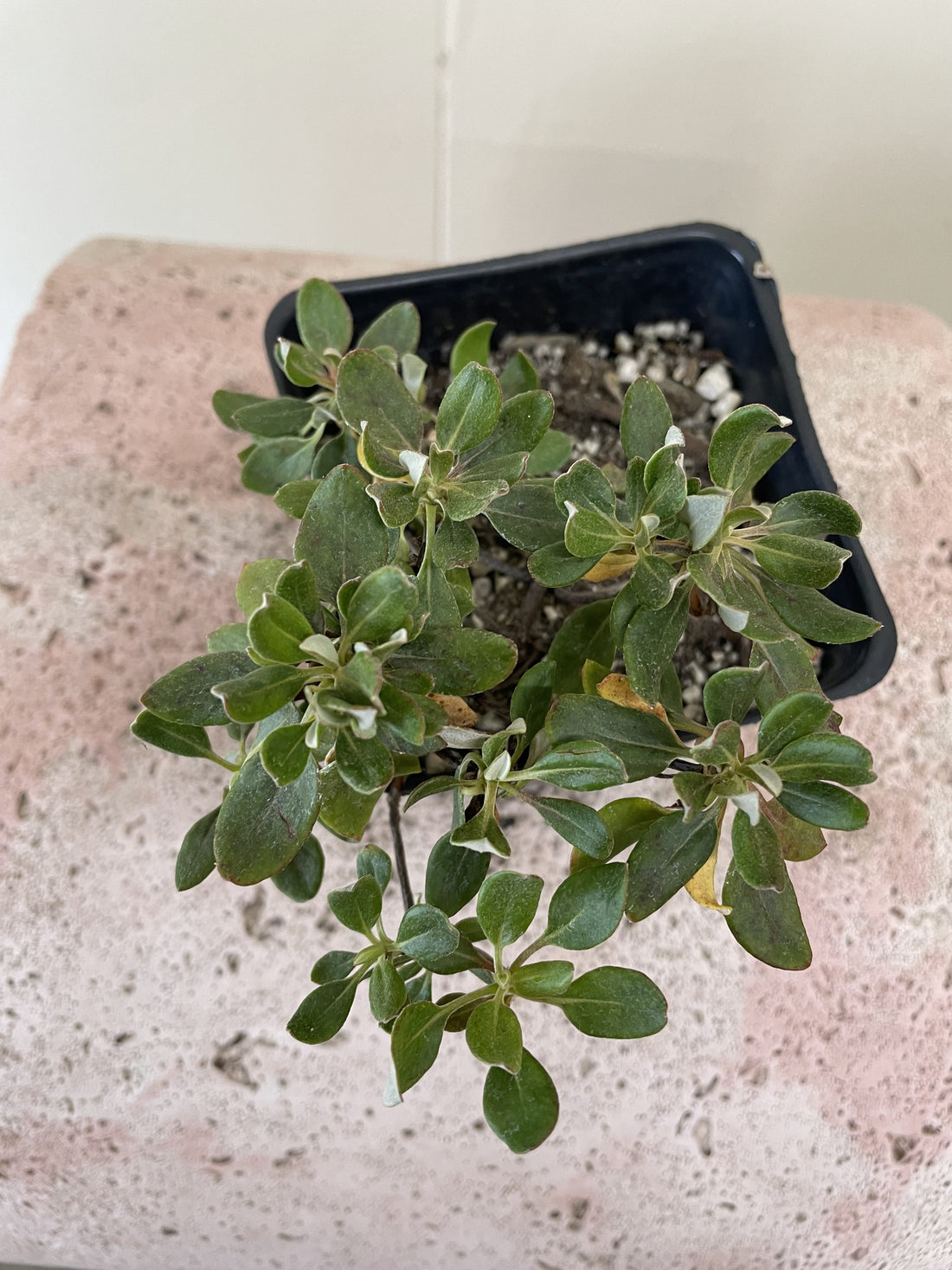 Eriogonum umbellatum, Sulphur Buckwheat