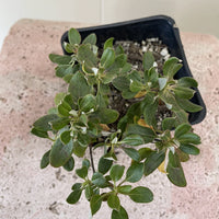 Eriogonum umbellatum, Sulphur Buckwheat