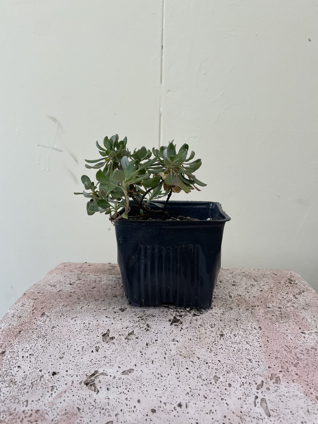Eriogonum umbellatum, Sulphur Buckwheat 4" Pot