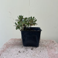 Eriogonum umbellatum, Sulphur Buckwheat 4" Pot