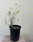 Senecio flaccidus var. douglasii, Douglas' Groundsel 1 Gallon