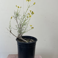 Senecio flaccidus var. douglasii, Douglas' Groundsel 1 Gallon