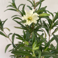 Mimulus bifidus 'White' Flower