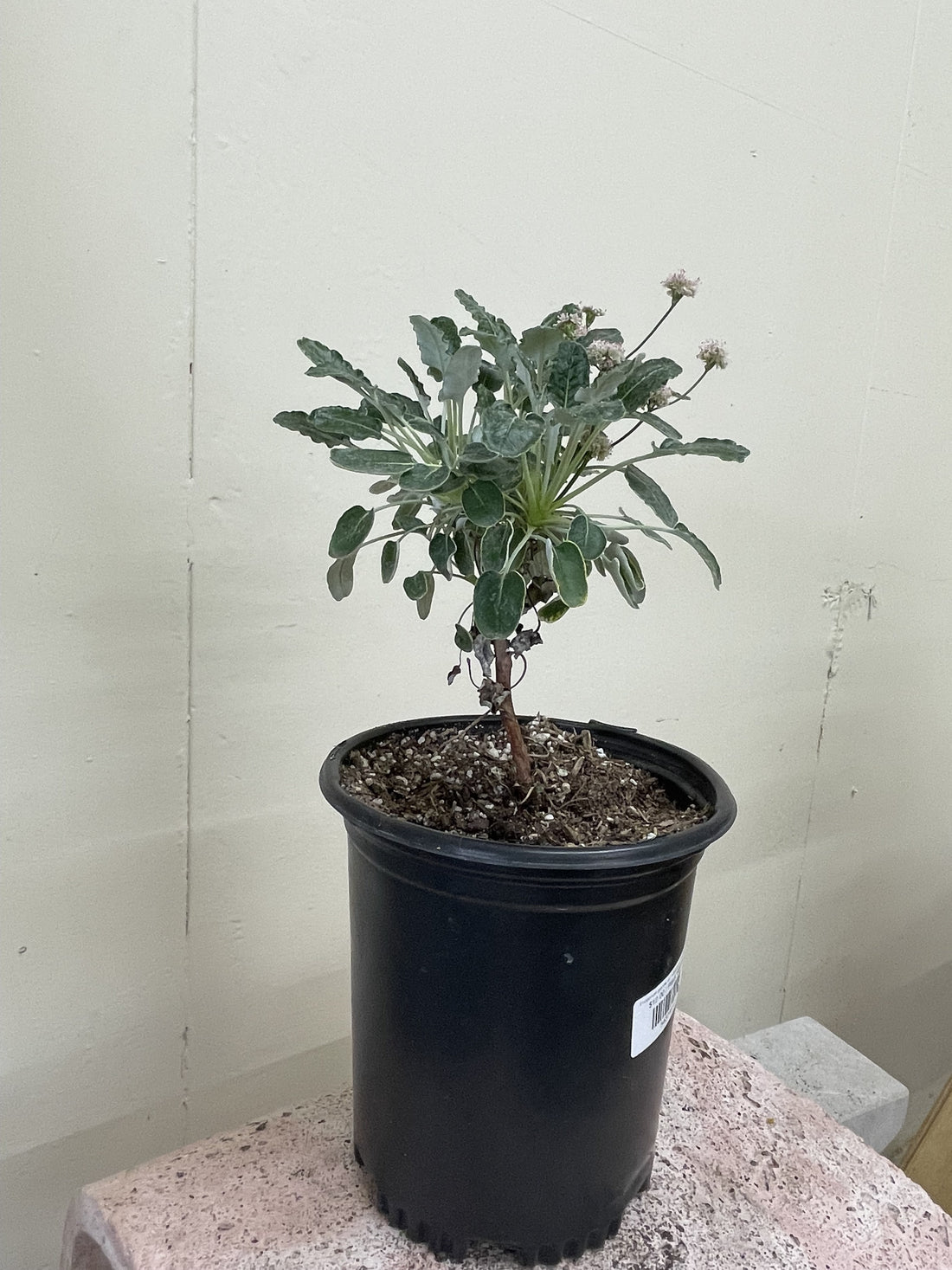 Eriogonum grande var. rubescens, Red Flowered Buckwheat 1 Gallon