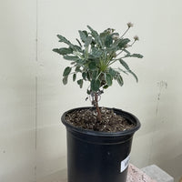 Eriogonum grande var. rubescens, Red Flowered Buckwheat 1 Gallon
